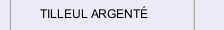 TILLEUL ARGENT&Eacute; 